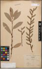 Foto von Salix caprea L. x Salix purpurea L.